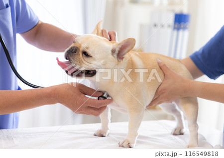 医療　診察を受けるフレンチブルドッグ 116549818