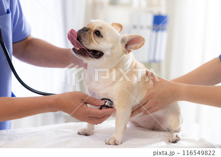 医療　診察を受けるフレンチブルドッグ 116549822
