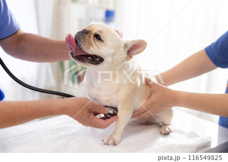 医療　診察を受けるフレンチブルドッグ 116549825