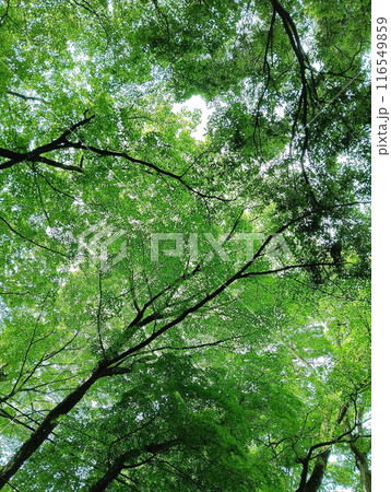 深森を見上げて 116549859