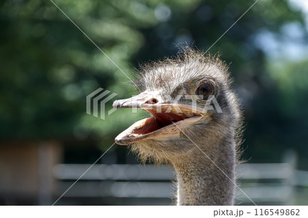 笑みのあるダチョウの赤唇【ダチョウ目】 笑みのあるダチョウの赤唇【ダチョウ目】 116549862