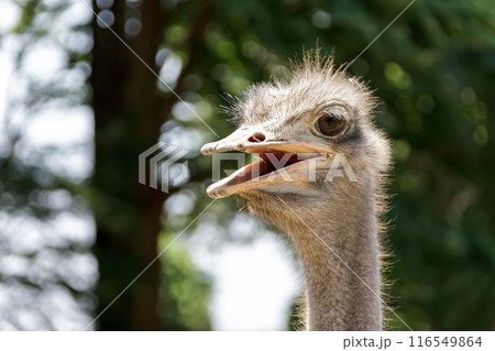 笑みのあるダチョウの赤唇【ダチョウ目】 116549864