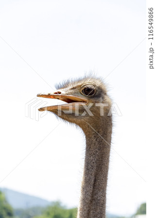 遠くを見つめて笑みを見せるダチョウの赤唇【ダチョウ目】 116549866