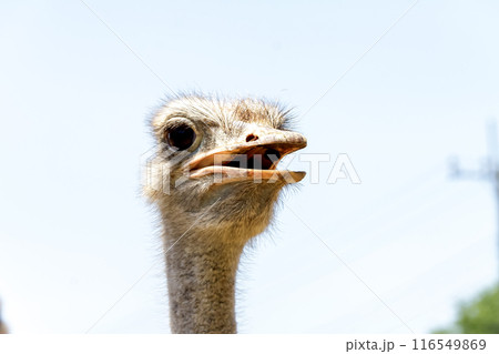青空を背にしたダチョウの赤唇【ダチョウ目】 116549869