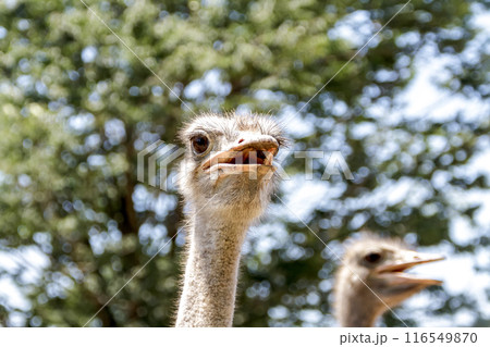 木々を背にしたダチョウの赤唇【ダチョウ目】 116549870