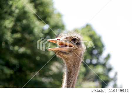 遠くを見つめて笑みを見せるダチョウの赤唇【ダチョウ目】 116549933