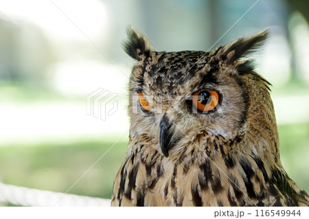 精悍な目付きで何かを睨むベンガルワシミミズク[ フクロウ】 精悍な目付きで何かを睨むベンガルワシミミズク[ フクロウ】 116549944