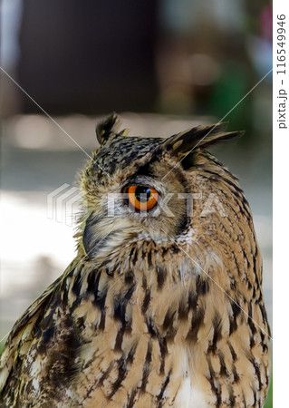 精悍な目付きで何かを睨むベンガルワシミミズク[ フクロウ】 116549946