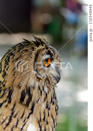 精悍な目付きで何かを睨むベンガルワシミミズク[ フクロウ】 116549948