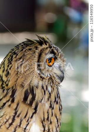 精悍な目付きで何かを睨むベンガルワシミミズク[ フクロウ】 116549950