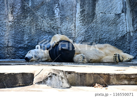 寝ているバリーバ 116550071