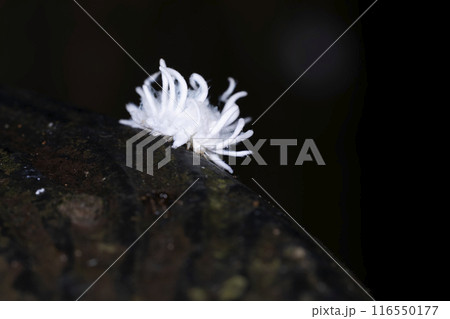 アミダテントウの幼虫 アミダテントウの幼虫 116550177