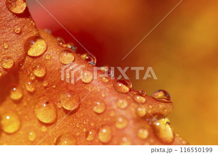 水滴 水滴 116550199