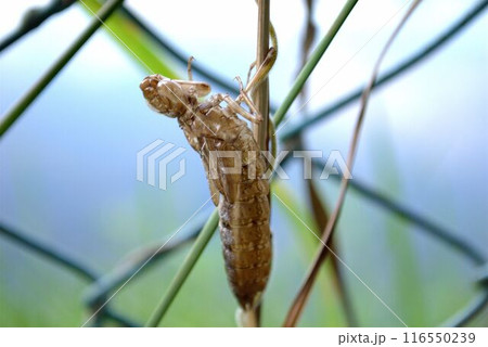 ヤゴの抜け殻 ヤゴの抜け殻 116550239