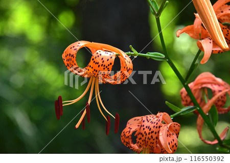 オニユリの花 116550392