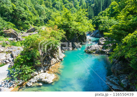 中津川渓谷(秋山郷) 中津川渓谷(秋山郷) 116550439