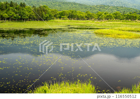 知床五湖の中で、木道コースで行ける湖畔展望台から見た一湖の風景 知床五湖の中で、木道コースで行ける湖畔展望台から見た一湖の風景 116550512