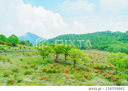 つつじ咲く赤城高原 つつじ咲く赤城高原 116550662