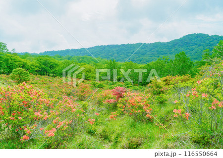 つつじ咲く赤城高原(見晴山展望台) つつじ咲く赤城高原(見晴山展望台) 116550664