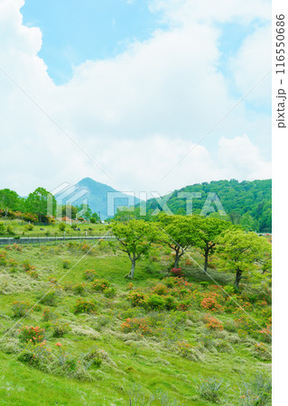 つつじ咲く赤城高原 つつじ咲く赤城高原 116550686