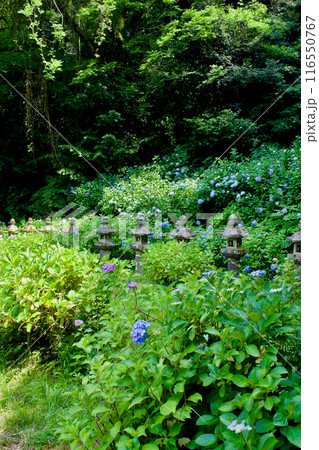 松江藩主 松平家の墓の灯籠 直政公 月照時 松江藩主 松平家の墓の灯籠 直政公 月照時 116550767