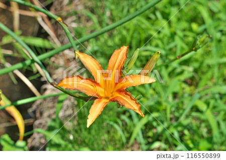 オレンジ色のノカンゾウの花(夏、七月) オレンジ色のノカンゾウの花(夏、七月) 116550899