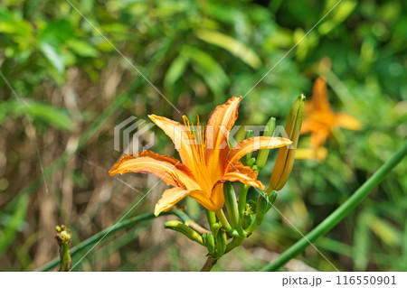 オレンジ色のノカンゾウの花(夏、七月) オレンジ色のノカンゾウの花(夏、七月) 116550901