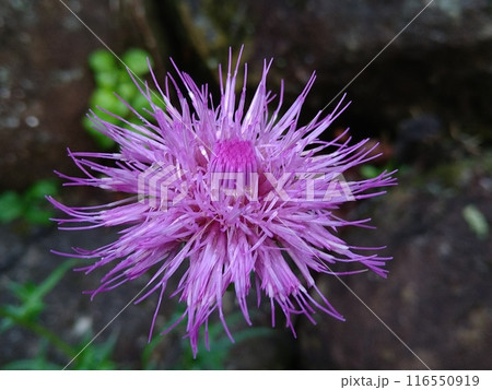 ノアザミの花 ノアザミの花 116550919