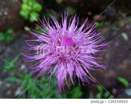 ノアザミの花 ノアザミの花 116550920