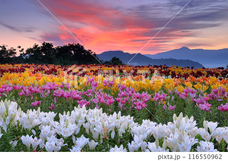 新潟県魚沼市堀之内　色とりどりの魚沼特産のユリが咲く月岡公園花広場と奥に見える権現堂山の朝焼けの景色 116550962