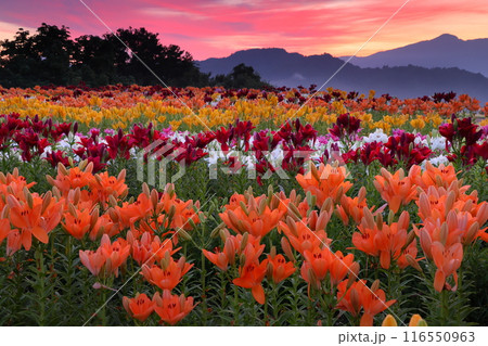 新潟県魚沼市堀之内　色とりどりの魚沼特産のユリが咲く月岡公園花広場と奥に見える権現堂山の朝焼けの景色 116550963