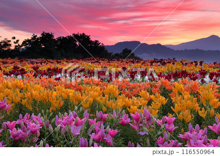 新潟県魚沼市堀之内　色とりどりの魚沼特産のユリが咲く月岡公園花広場と奥に見える権現堂山の朝焼けの景色 116550964