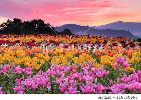 新潟県魚沼市堀之内　色とりどりの魚沼特産のユリが咲く月岡公園花広場と奥に見える権現堂山の朝焼けの景色 116550965