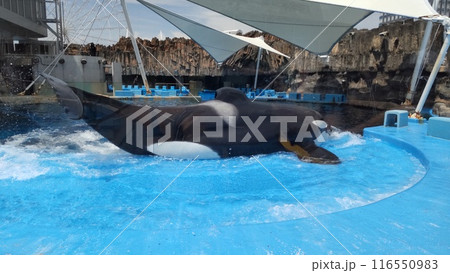 名古屋港水族館のシャチ 116550983