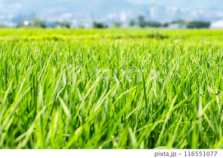 田んぼのある風景 田んぼのある風景 116551077