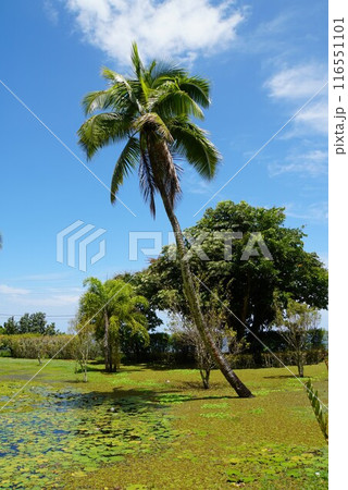 ウォーターガーデン バイパヒ、タヒチ島 116551101