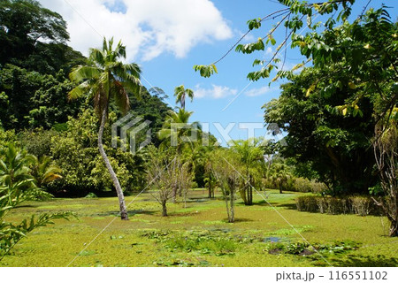 ウォーターガーデン バイパヒ、タヒチ島 116551102