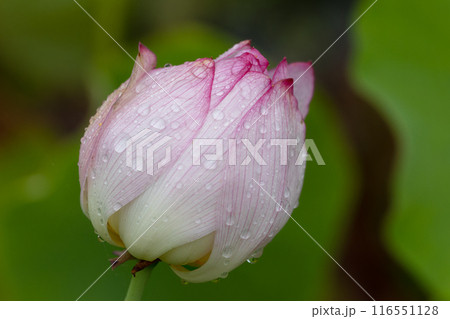蓮の美しい蕾 116551128