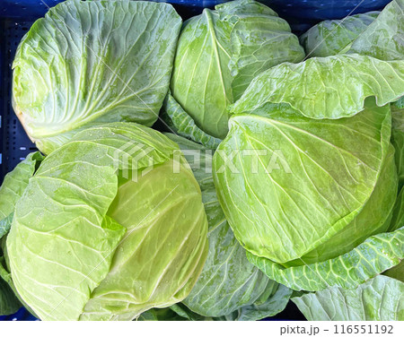 食べる薬といわれる野菜の優等生! 朝露に濡れるとれたてのキャベツの直販の写真 食べる薬といわれる野菜の優等生! 朝露に濡れるとれたてのキャベツの直販の写真 116551192
