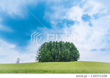 【北海道】蕎麦の花咲く、夏のマイルドセブンの丘 116551206