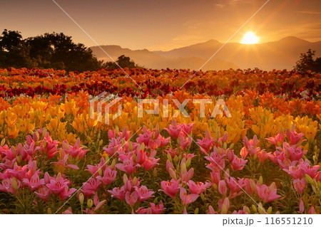 新潟県魚沼市堀之内 色とりどりの魚沼特産のユリが咲く月岡公園花広場と奥に見える権現堂山からの日の出 新潟県魚沼市堀之内 色とりどりの魚沼特産のユリが咲く月岡公園花広場と奥に見える権現堂山からの日の出 116551210