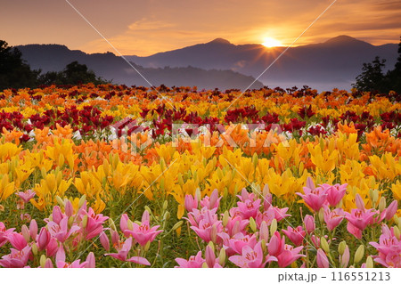 新潟県魚沼市堀之内　色とりどりの魚沼特産のユリが咲く月岡公園花広場と奥に見える権現堂山からの日の出 116551213