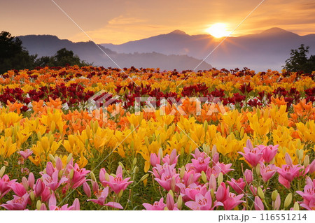 新潟県魚沼市堀之内　色とりどりの魚沼特産のユリが咲く月岡公園花広場と奥に見える権現堂山からの日の出 116551214