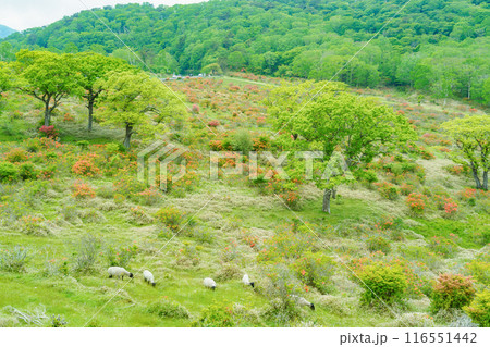 つつじ咲く赤城高原 116551442