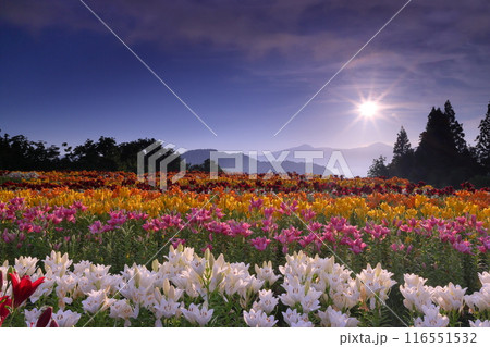 新潟県魚沼市堀之内　色とりどりの魚沼特産のユリが咲く月岡公園花広場と奥に見える権現堂山から昇る朝日 116551532
