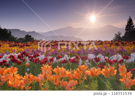 新潟県魚沼市堀之内　色とりどりの魚沼特産のユリが咲く月岡公園花広場と奥に見える権現堂山から昇る朝日 116551539