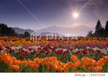 新潟県魚沼市堀之内 色とりどりの魚沼特産のユリが咲く月岡公園花広場と奥に見える権現堂山から昇る朝日 新潟県魚沼市堀之内 色とりどりの魚沼特産のユリが咲く月岡公園花広場と奥に見える権現堂山から昇る朝日 116551542