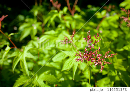 「鹿の子絞り」に擬して「キョウガノコ（京鹿子）」と名付けられた下野草。花言葉は「密かな恋」「儚さ」 116551578