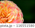 薔薇園にピンク色と白色の薔薇の花が咲いています 116551580