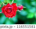 赤いバラ 116551581
